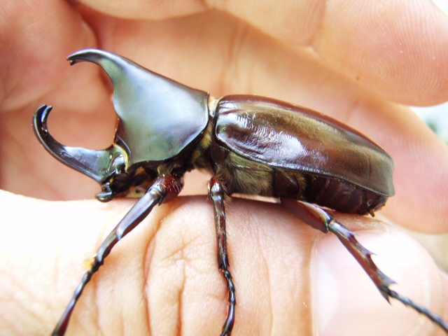 Xyloptrupes Gideon Philippinensis