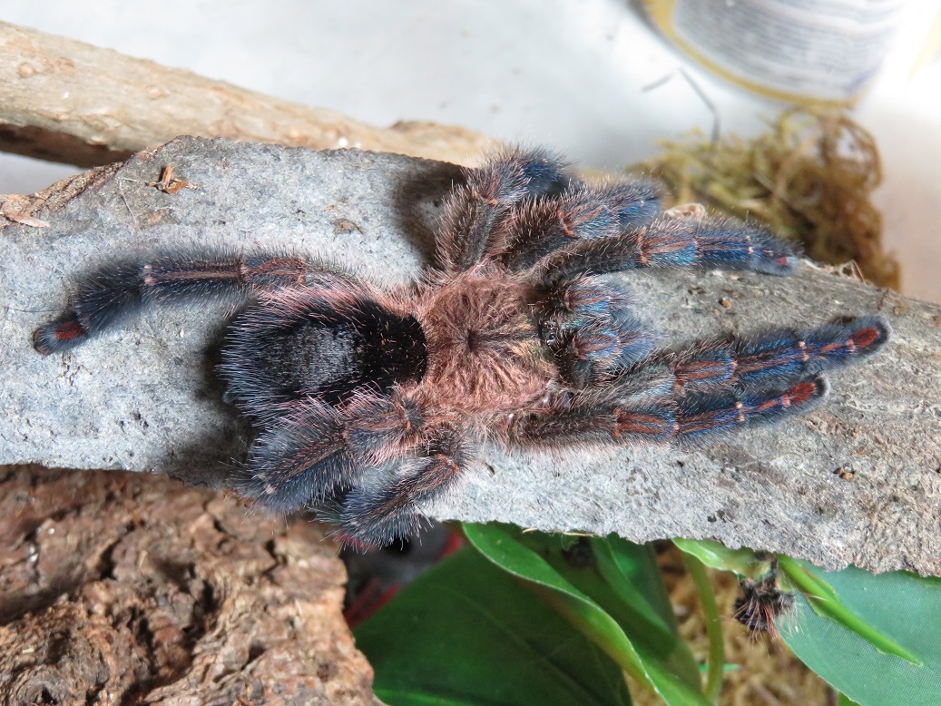 Y. diversipes, AF