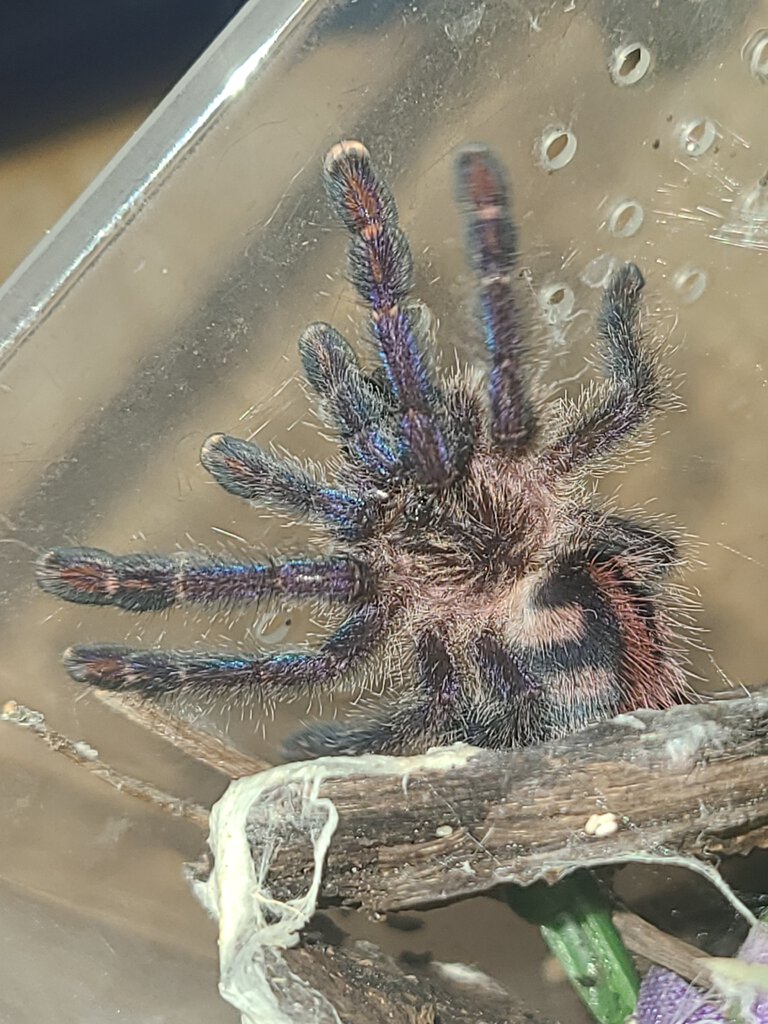Y. Diversipes juvie