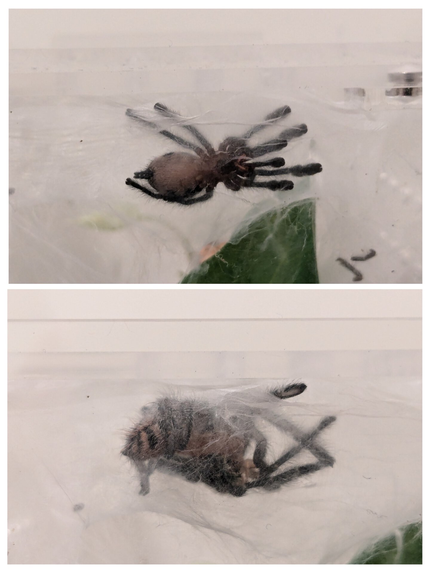 Y. diversipes pre and post molt