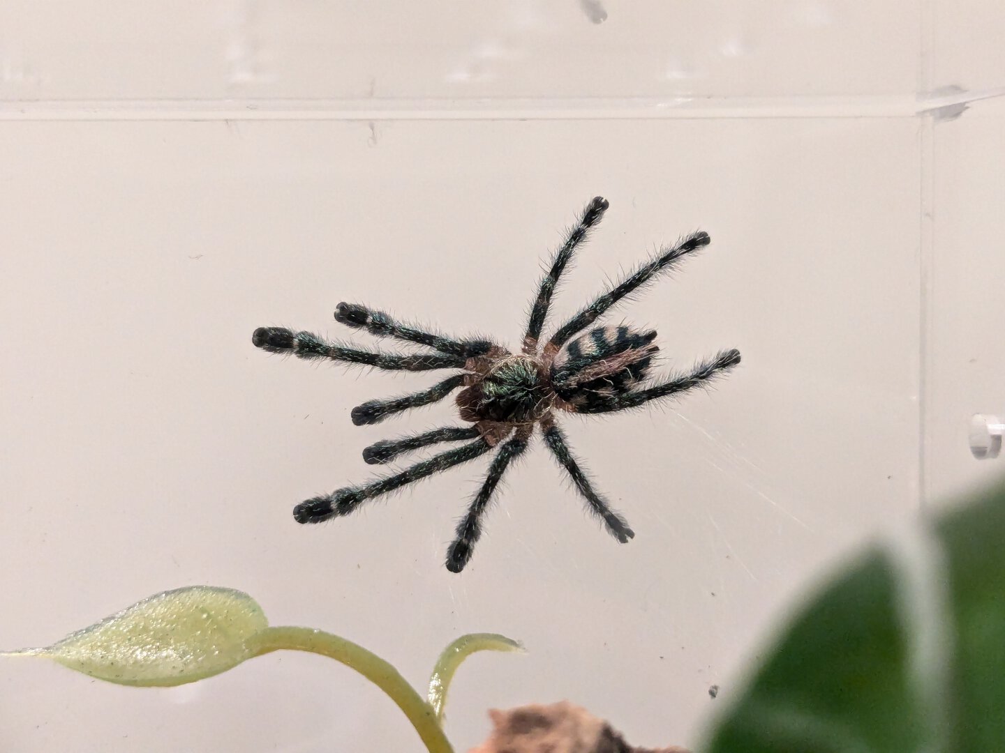 Y. diversipes sling 12 days post-molt