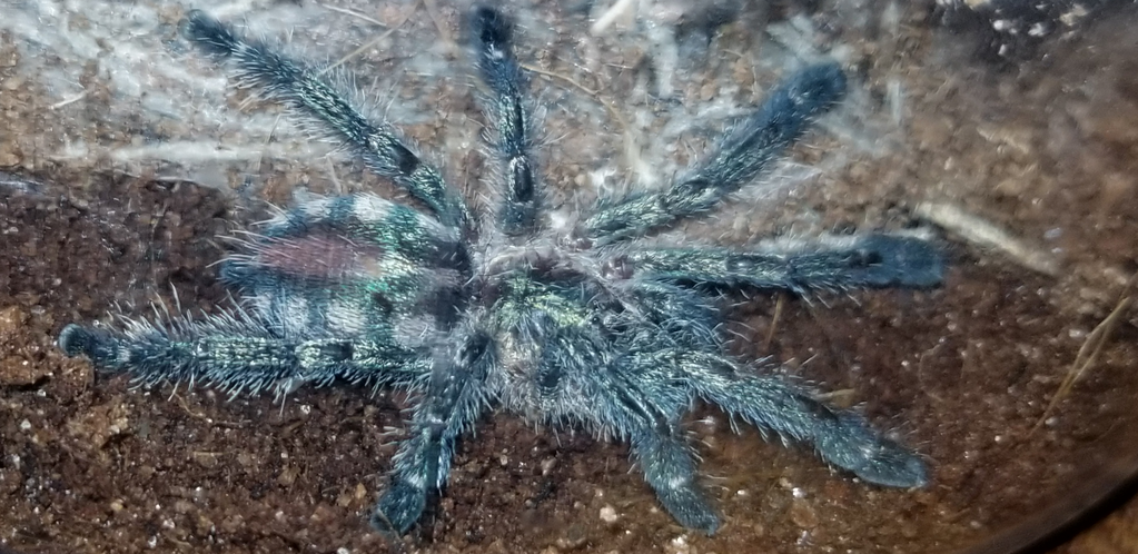 Ybyrapora diversipes