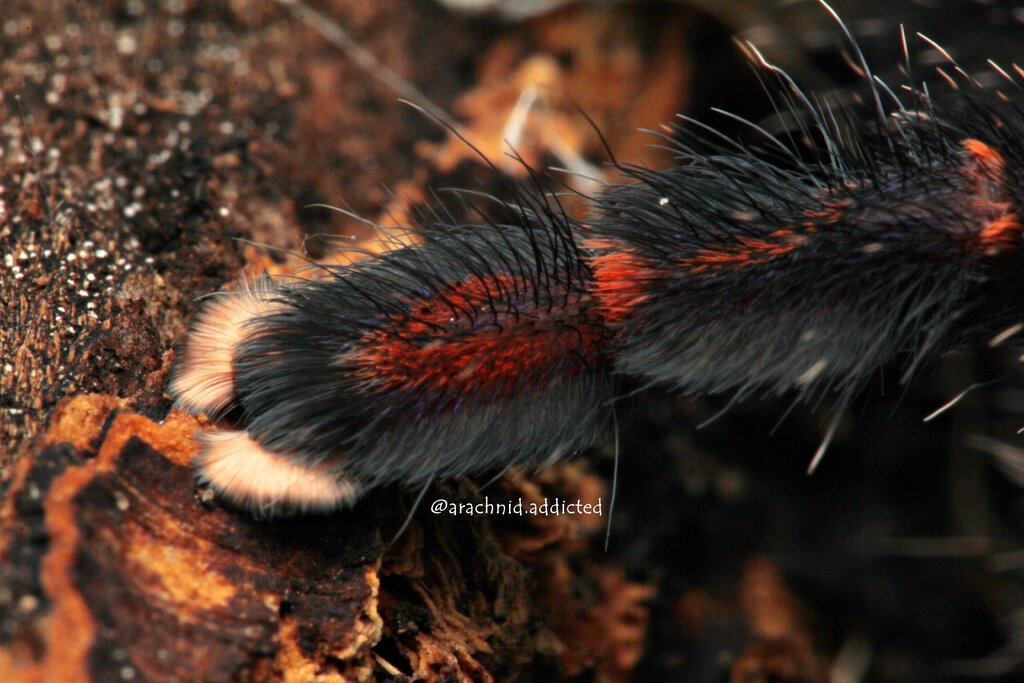 Ybyrapora diversipes.