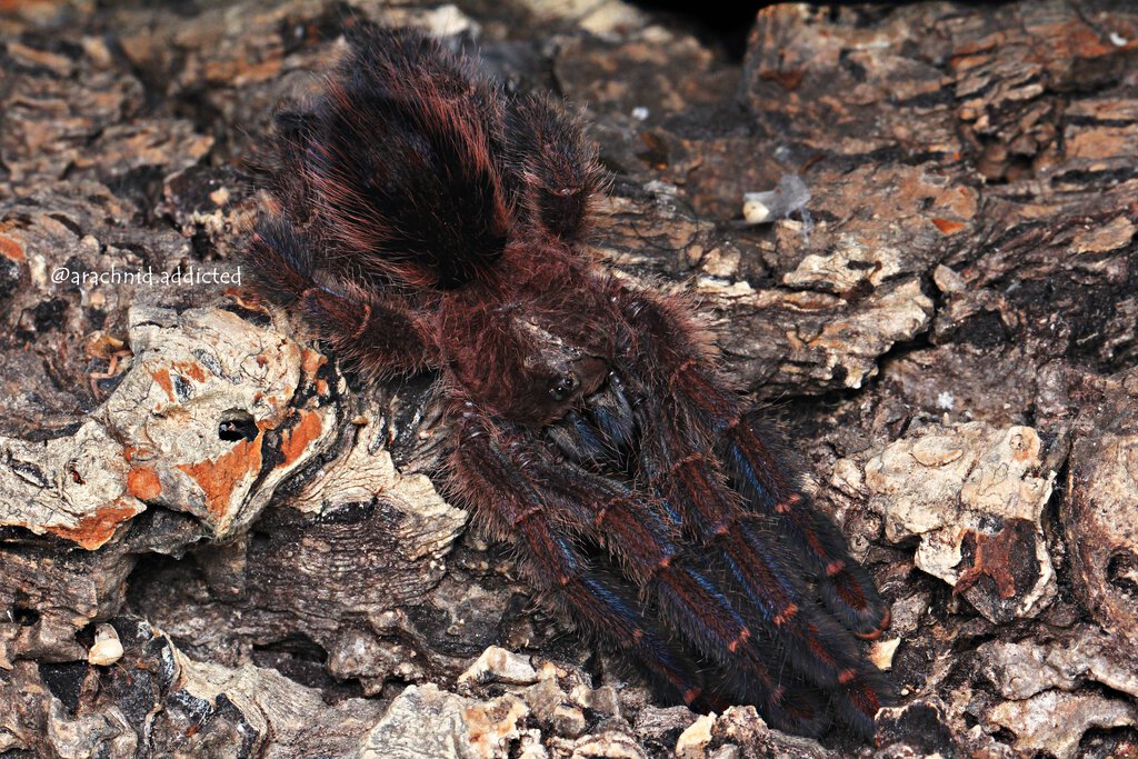 Ybyrapora diversipes.