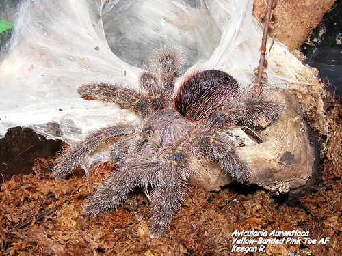 Yellow-Banded Pinktoe