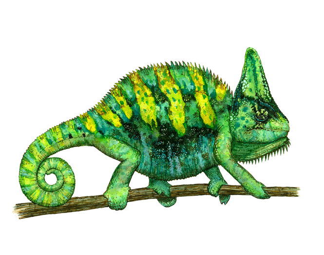 Yemen Chameleon Watercolour