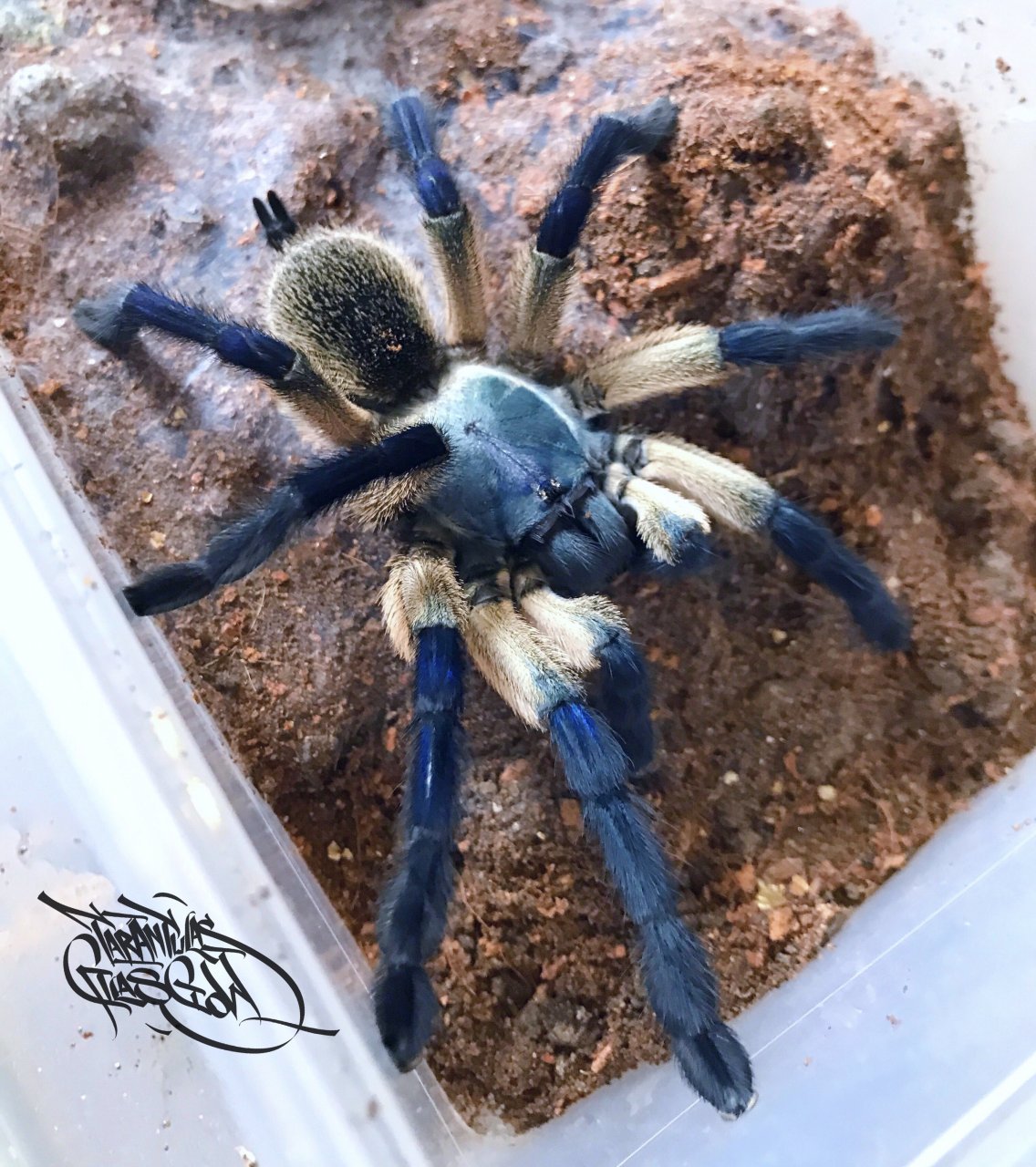 Yemenite (Monocentropus balfouri)