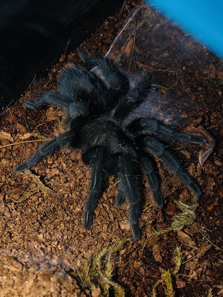 Yet another freshly molted t