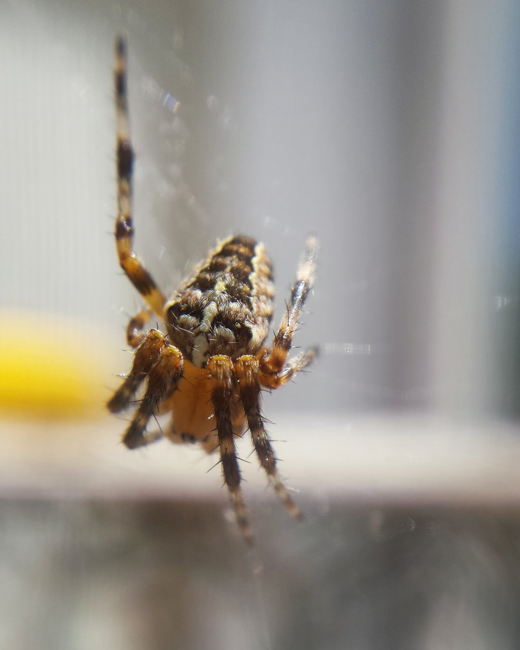 Young Araneus diadematus