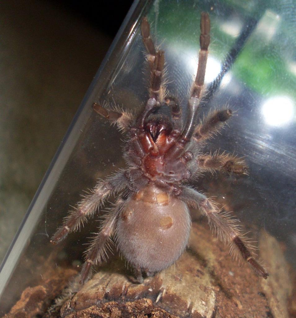 Young B. smithi