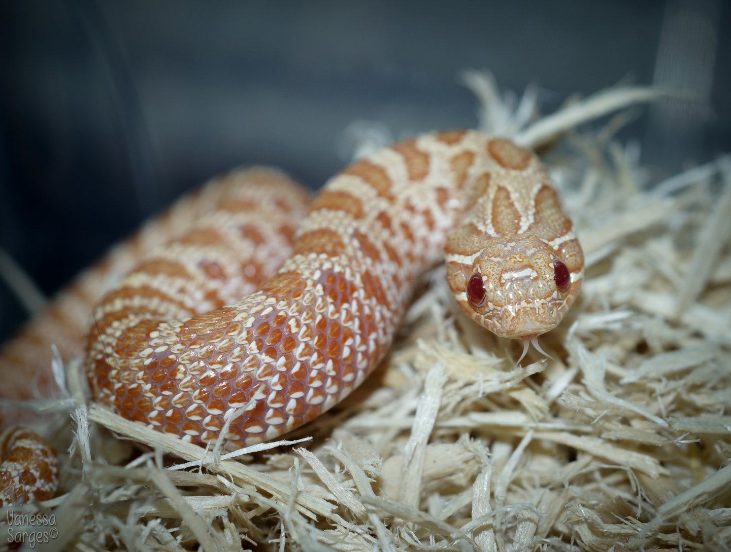 albino western hognose snake