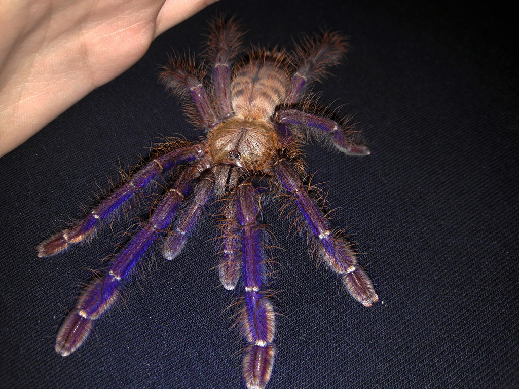 Young female L. Violaceopes