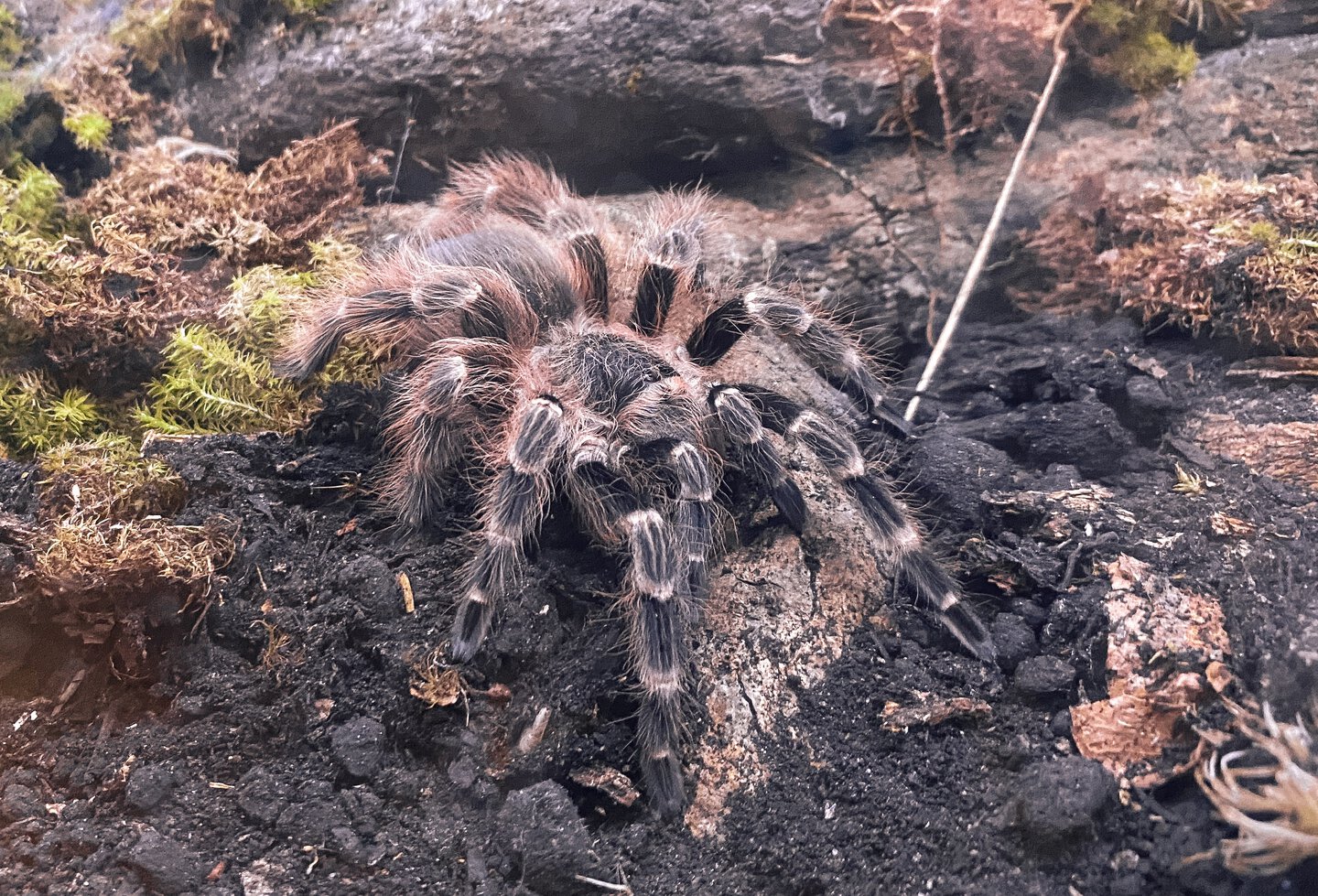 Young female Nhandu cerradensis.