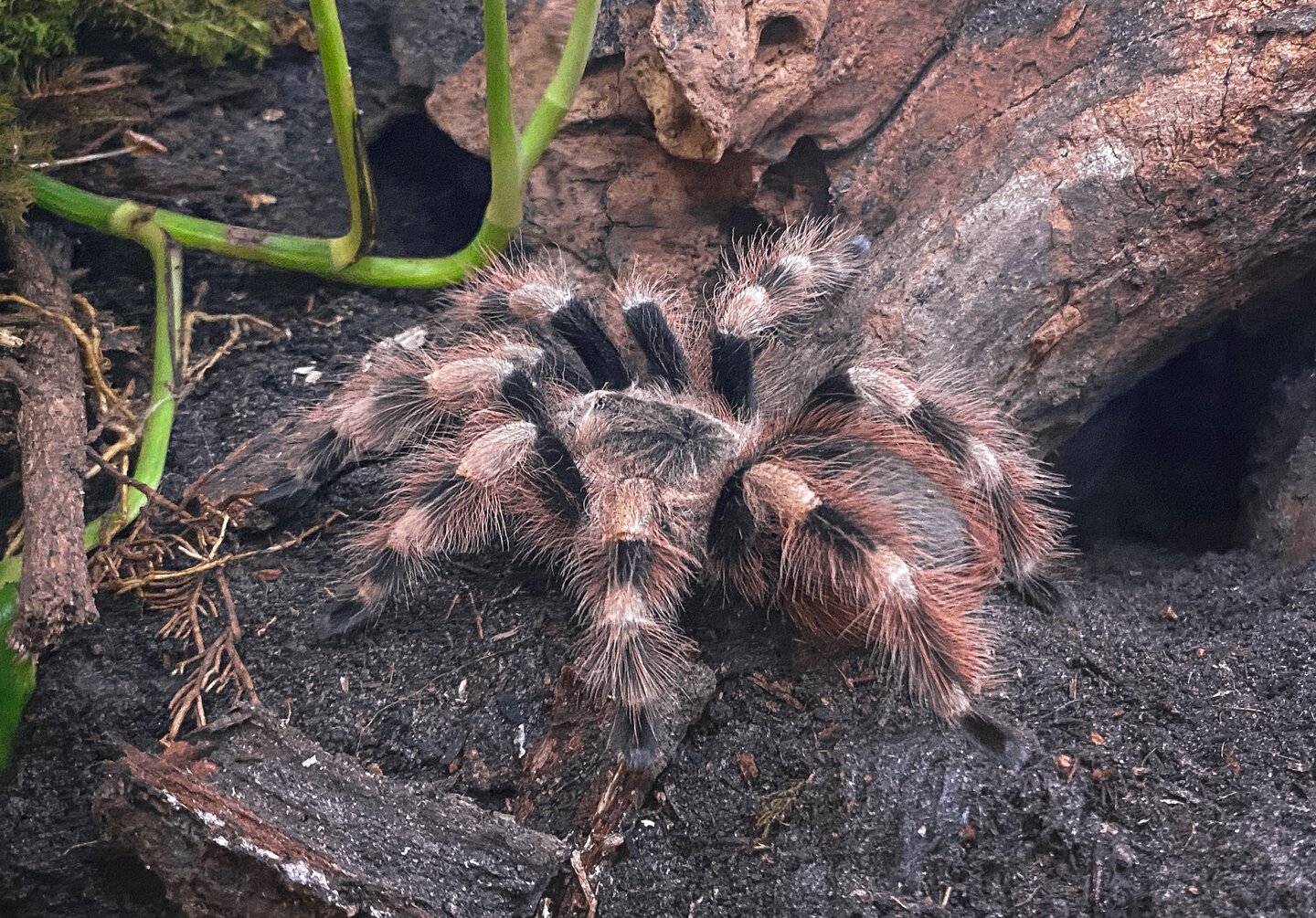 Young female Nhandu coloratovillosus