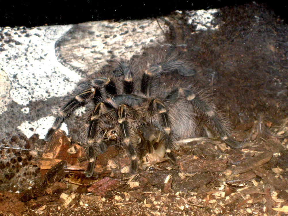 Young Grammostola pulchripes eating Cricket