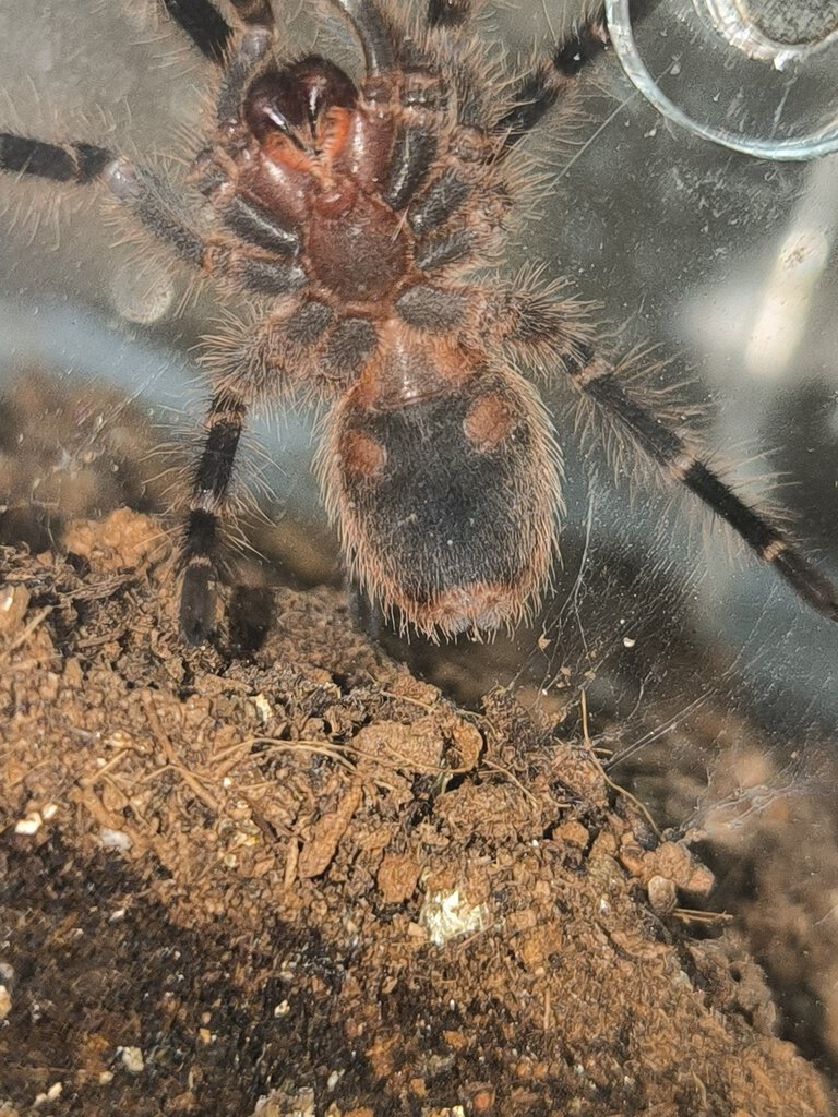 Young grammostola pulchripes sexing