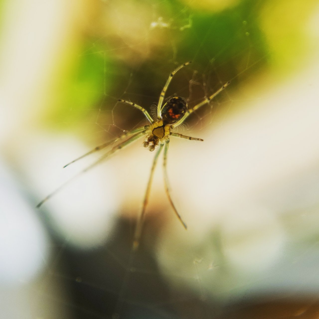 Young Leucauge venusta