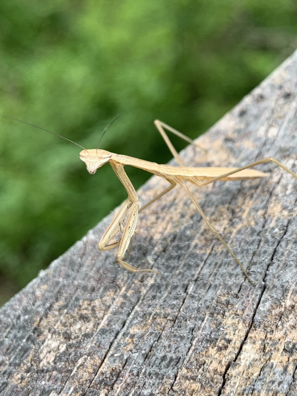 Young mantis