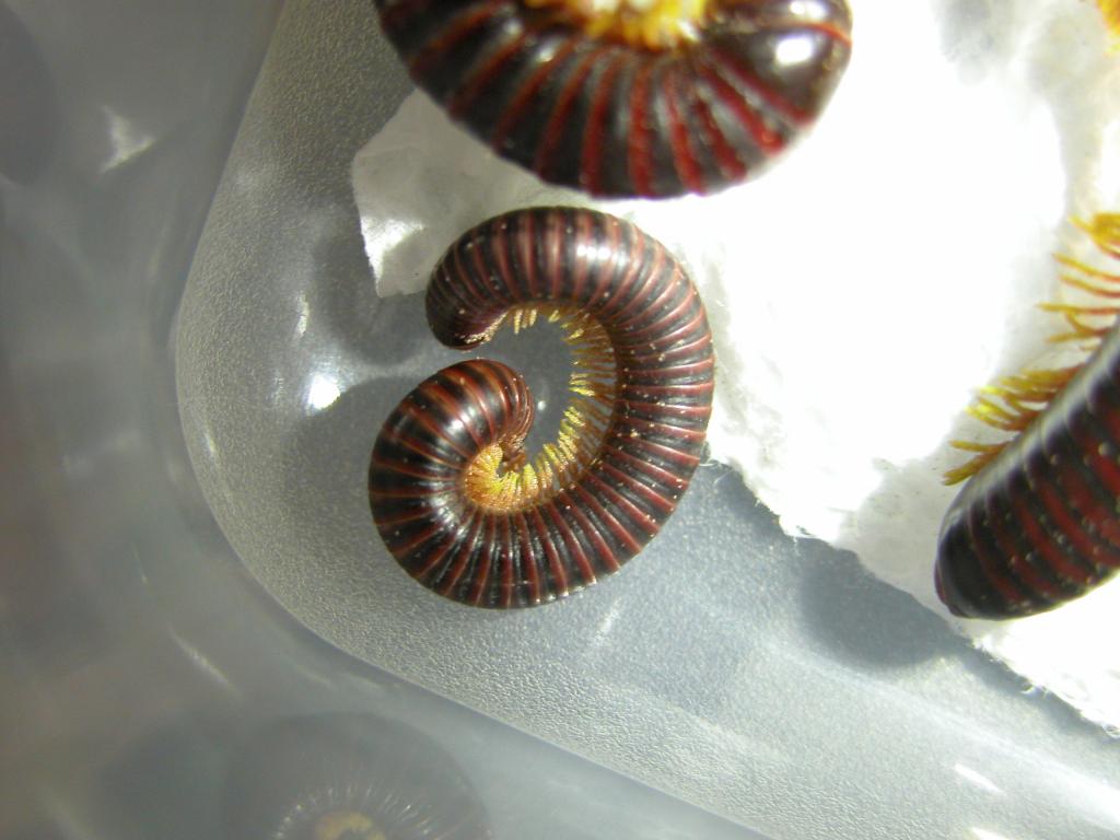 Young millipede with mites 2