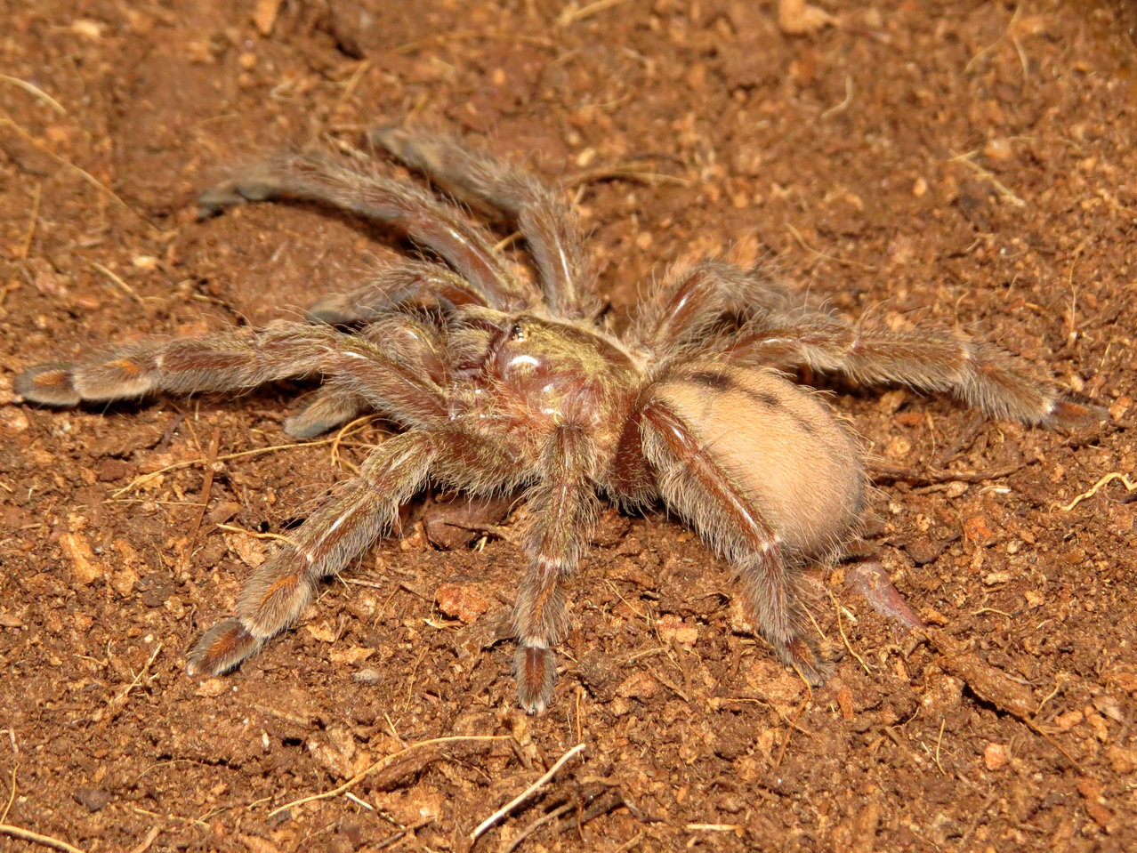 Young Psalmopoeus cambridgei (female, 2.25")