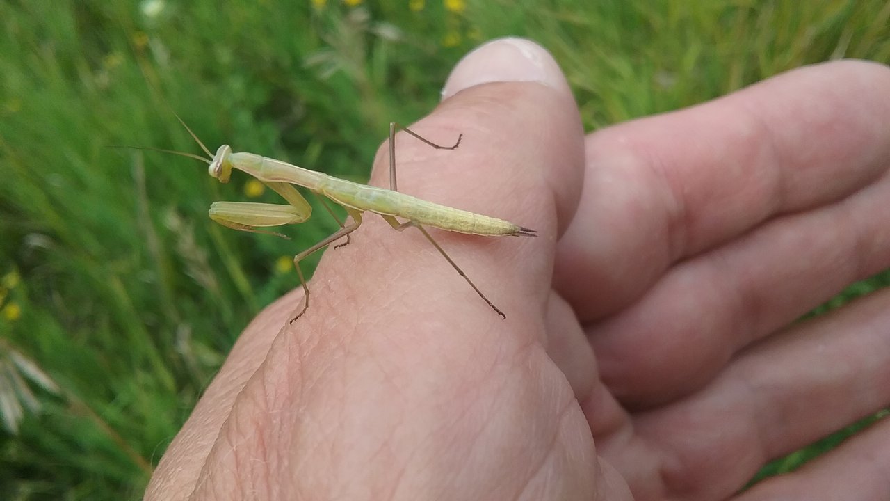 yoy mantid
