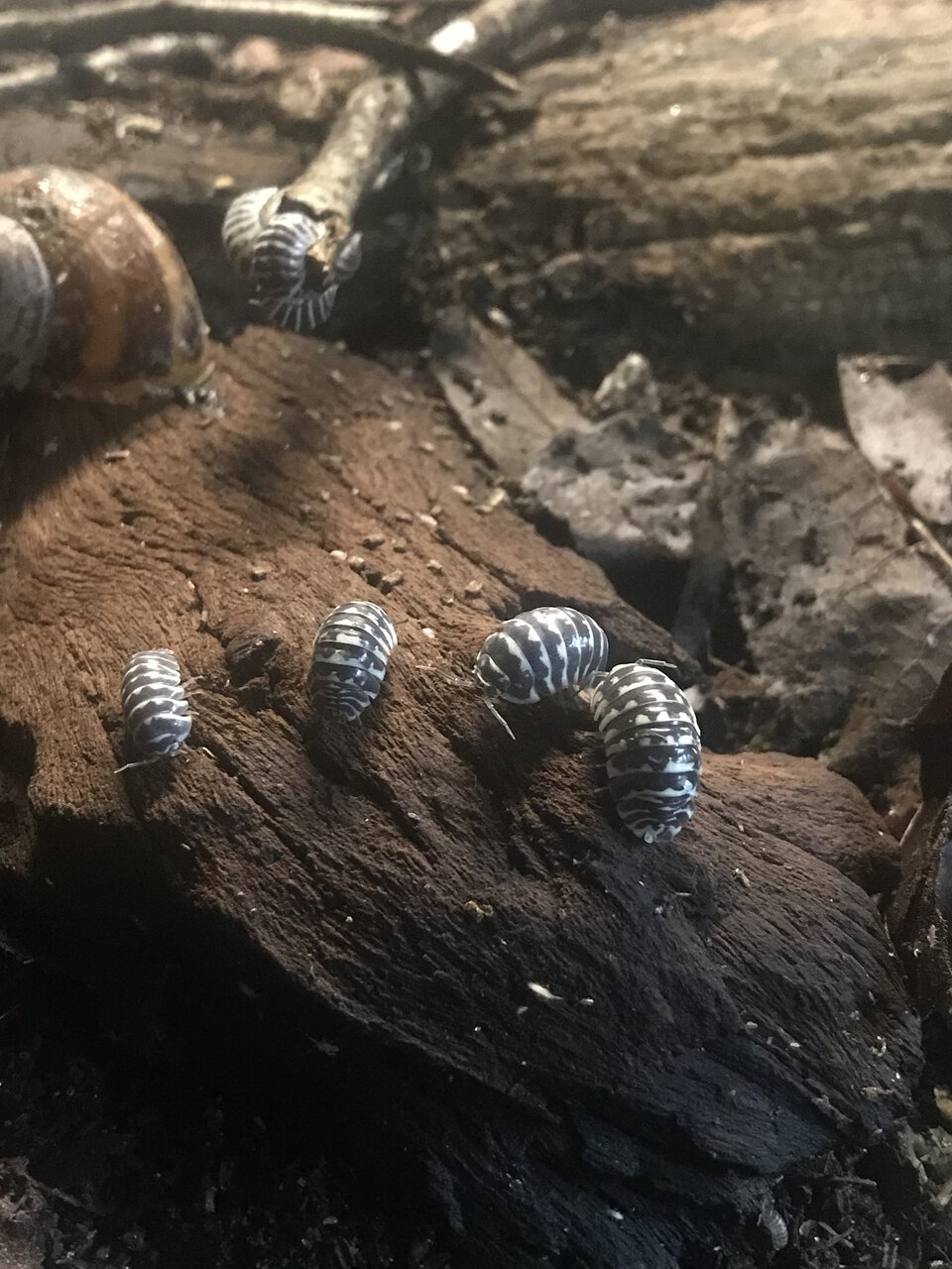 Zebra isopods