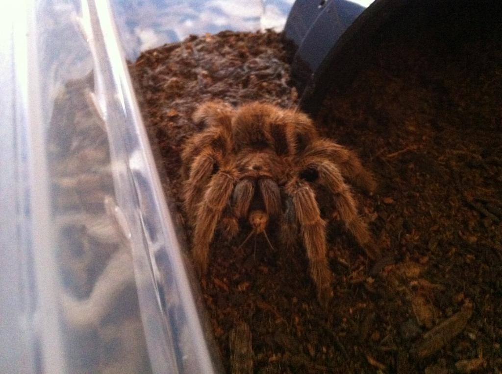 Zelda the G rosea eating!