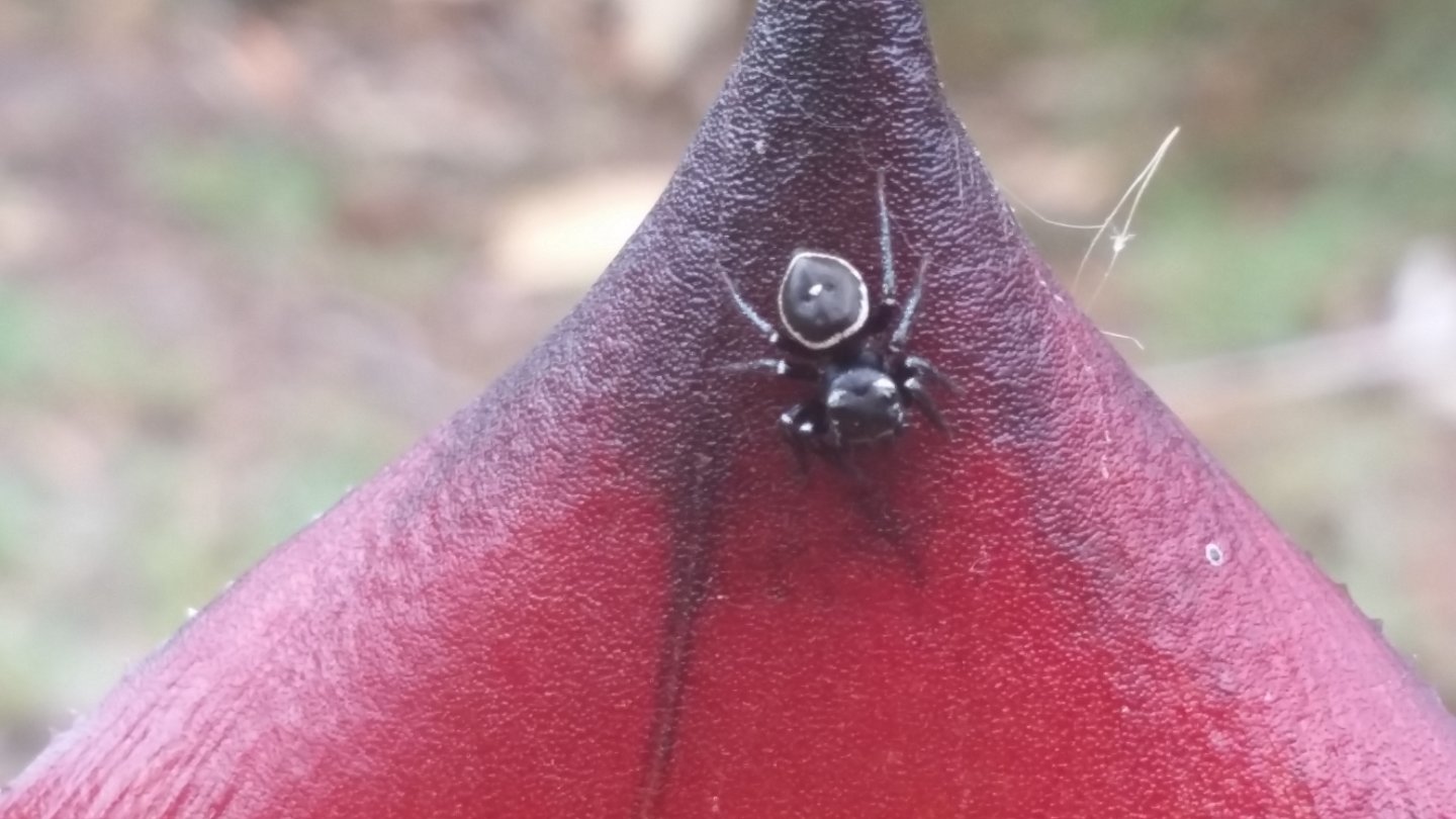 Zenodorus Orbiculatus female