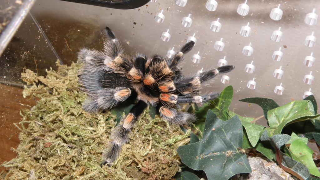 Zombie in her new Jamie's Tarantulas enclosure.