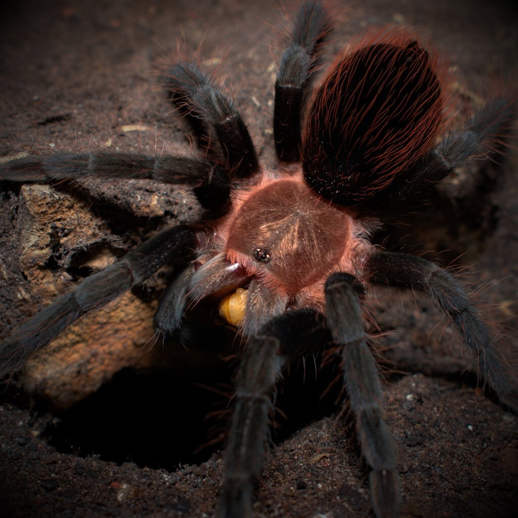 Tarantula - Brachypelma Vagans | Arachnoboards