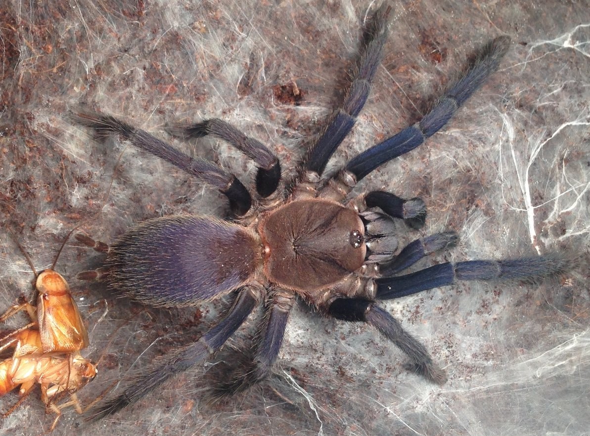 Tarantula Orphnaecus Sp Blue Quezon Arachnoboards