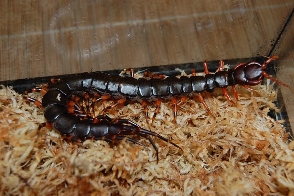 Centipede - Scolopendra hainanum | Arachnoboards