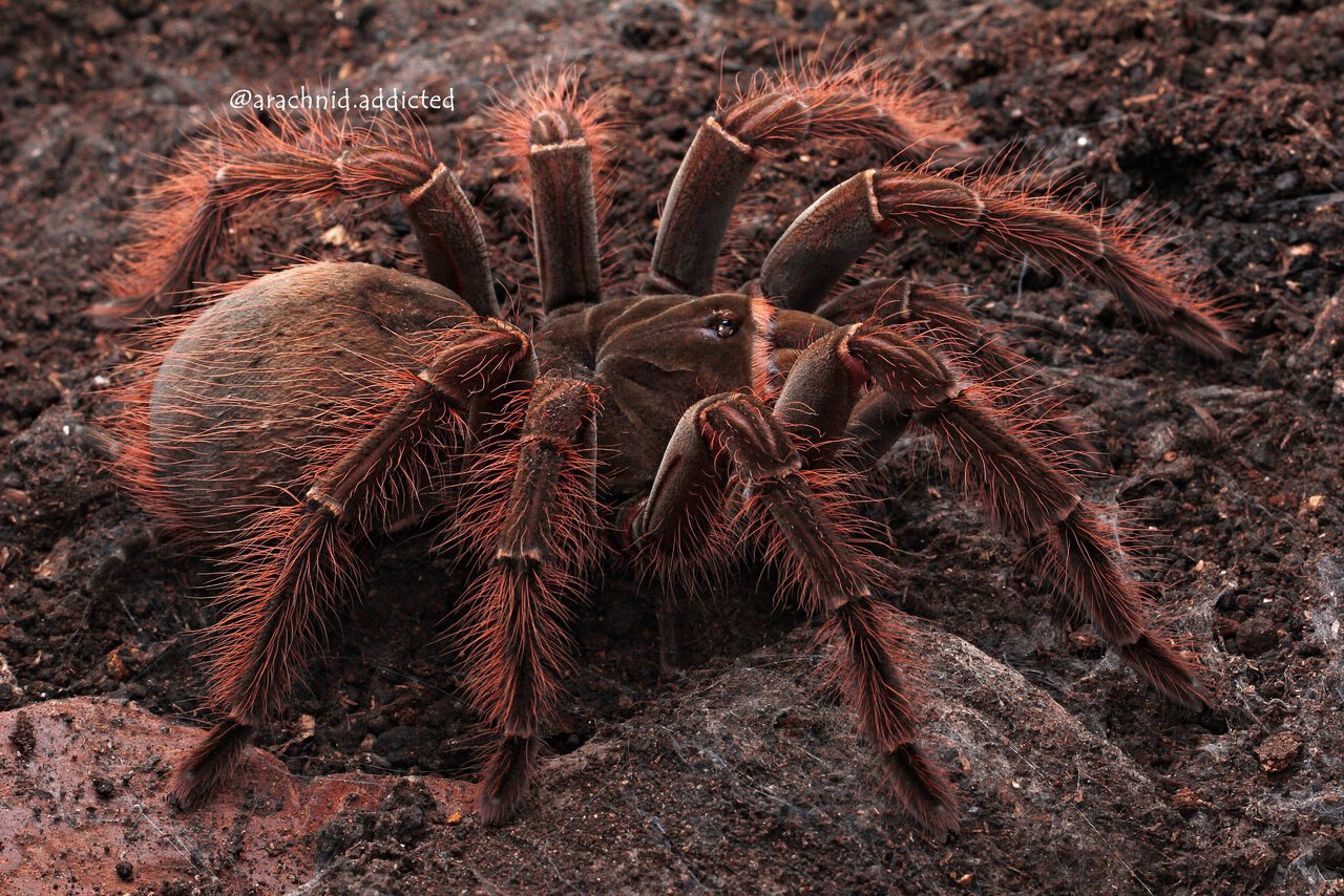 Tarantula - Theraphosa blondi | Arachnoboards